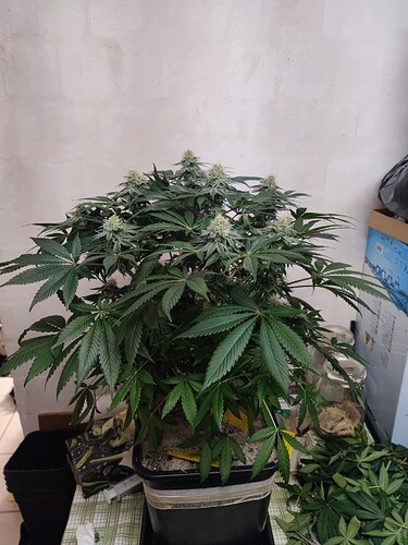 Growreport Bild 91