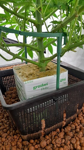 Growreport Bild 6