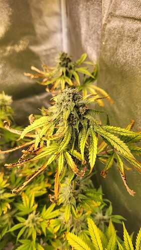 Growreport Bild 2