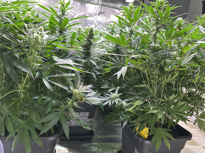 Growreport Bild 29