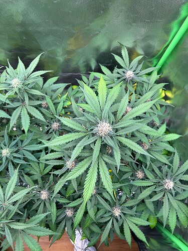 Growreport Bild 2