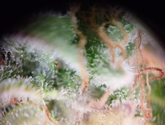 Growreport Bild 6