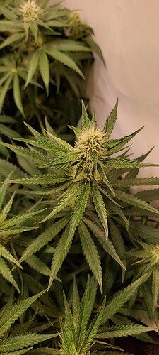 Growreport Bild 4
