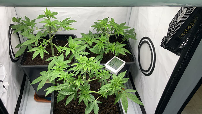 Drei junge Cannabispflanzen in schwarzen Töpfen in einem Growzelt, mit einem digitalen Hygrometer auf der Erde.