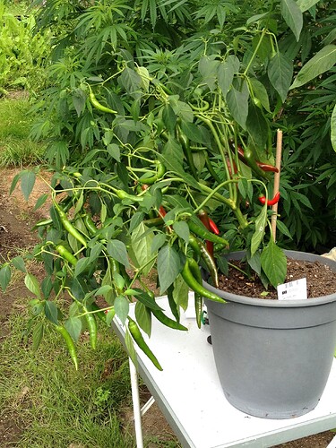 Growreport Bild 24