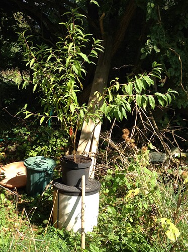 Pfirsichbaum01_2408