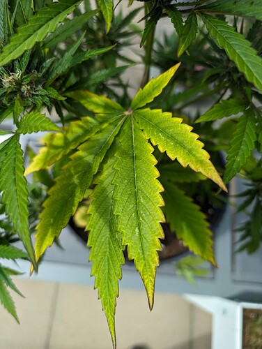 PXL_20240614_094356209