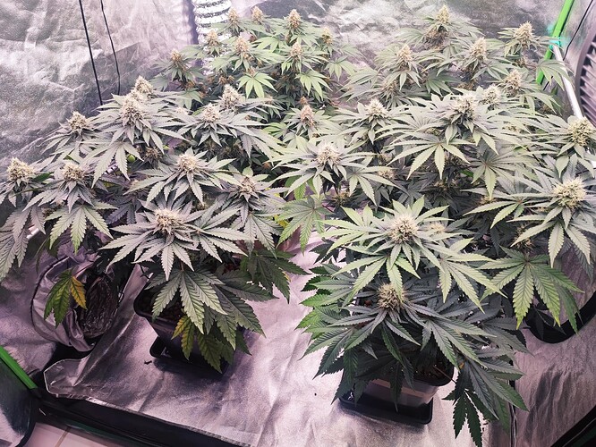 Growreport Bild 27