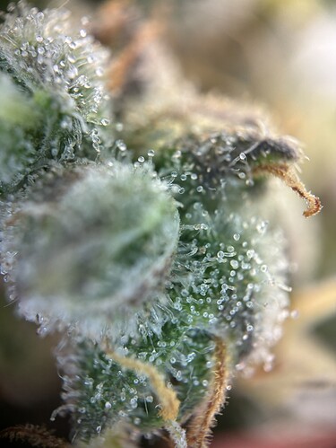 Growreport Bild 38