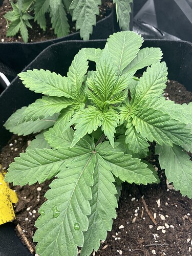 Growreport Bild 7