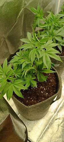 Growreport Bild 2