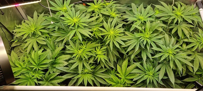 Growreport Bild 1