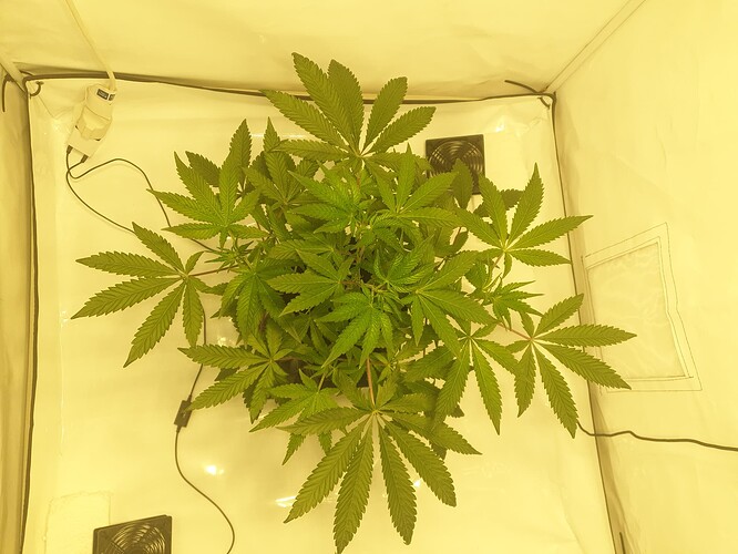 Growreport Bild 3