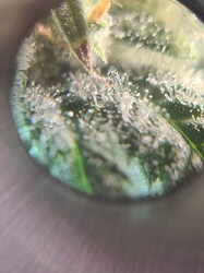 Growreport Bild 5