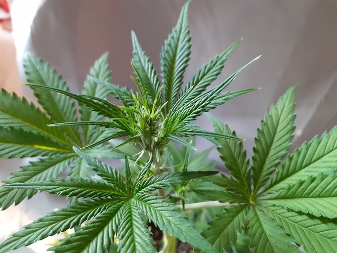 Growreport Bild 142