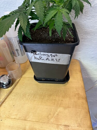 Growreport Bild 55