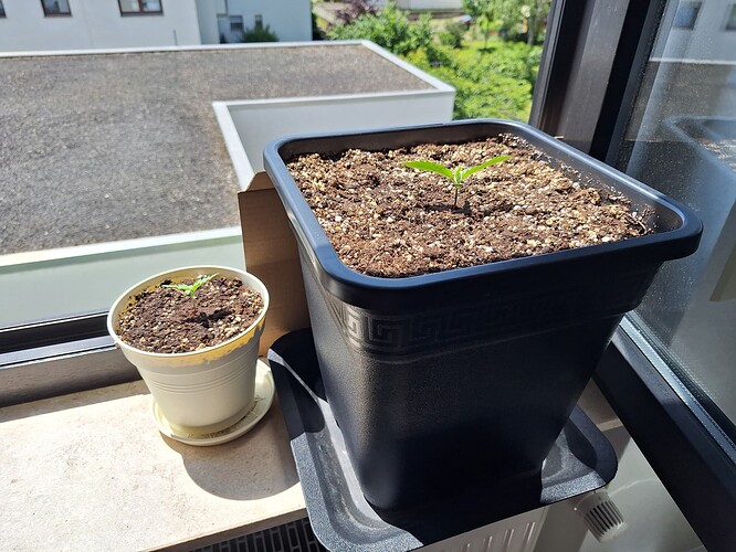 Growreport Bild 8
