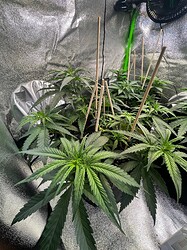 IMG_1910