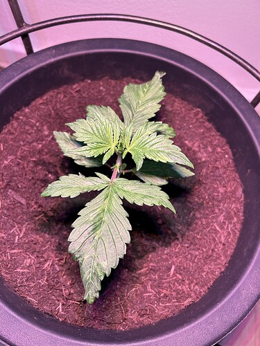 Growreport Bild 4