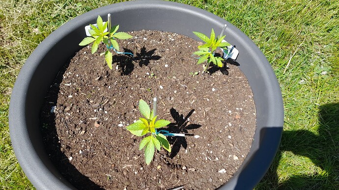 Growreport Bild 5