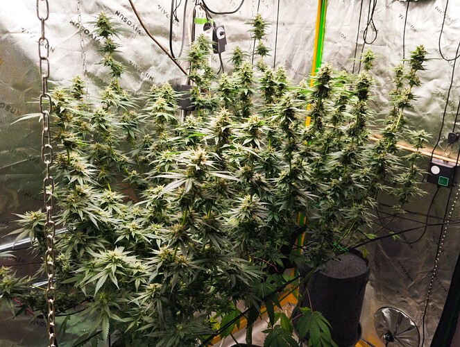 Growreport Bild 1