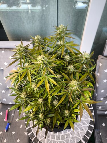 Growreport Bild 7