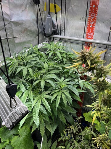 Growreport Bild 3