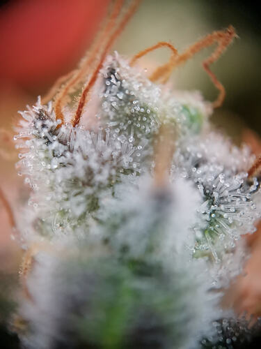 Growreport Bild 29
