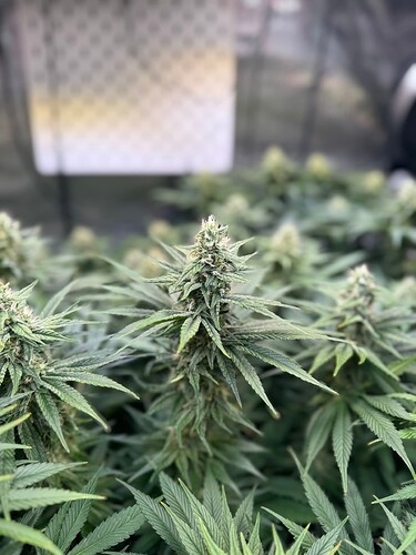 Growreport Bild 3