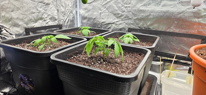 Growreport Bild 33