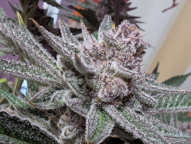 Growreport Bild 3
