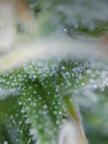 Growreport Bild 25