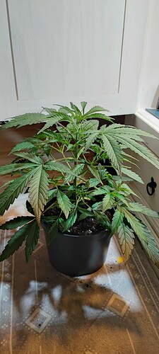 Growreport Bild 4