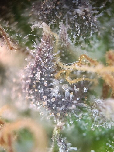 Growreport Bild 19