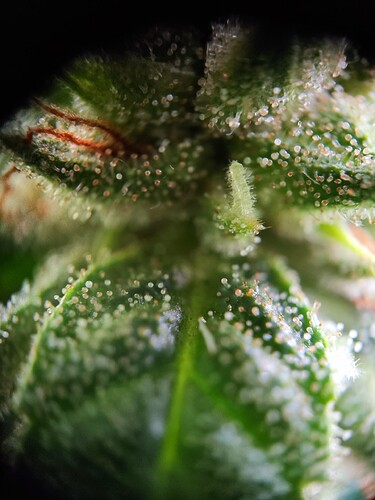 Growreport Bild 1