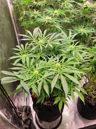Growreport Bild 4