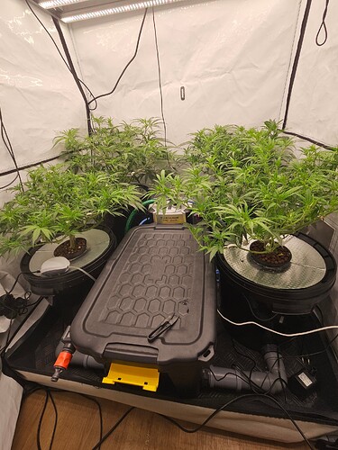 Growreport Bild 1