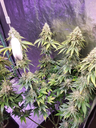 Growreport Bild 3