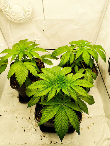 Growreport Bild 3