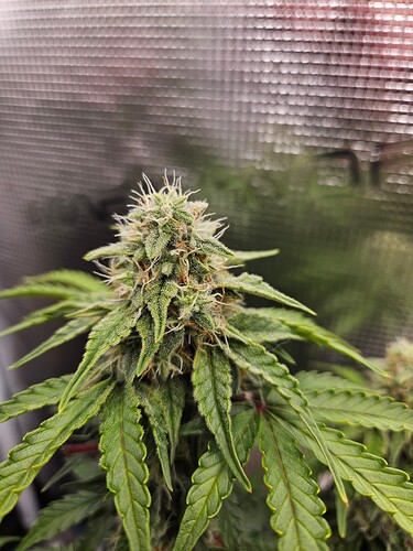 Growreport Bild 91