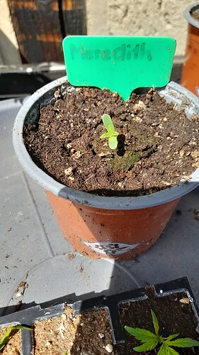 Growreport Bild 39