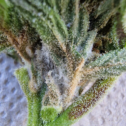 Growreport Bild 3