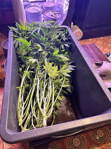 Growreport Bild 1