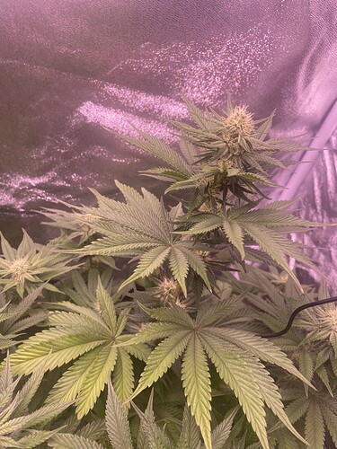 Growreport Bild 4