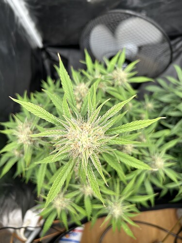 Growreport Bild 2