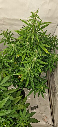 Growreport Bild 33