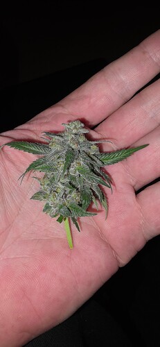 Growreport Bild 16