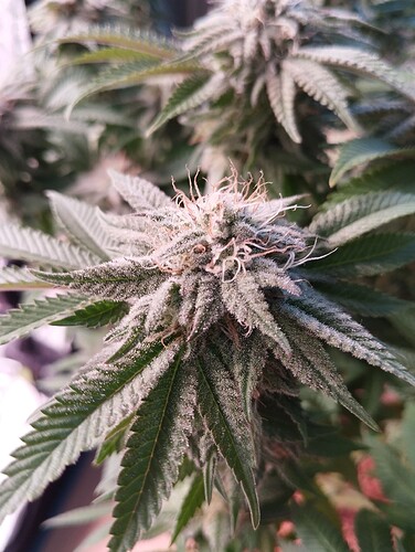 IMG_20250218_094540 - Kopie