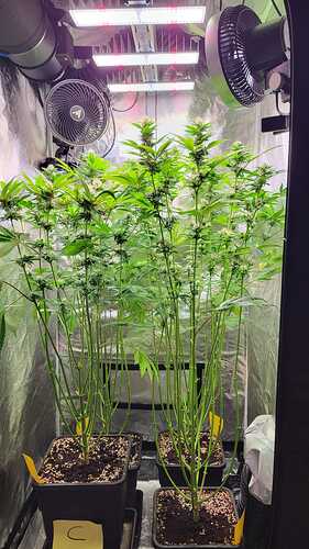 Zwei Cannabispflanzen in einem Growzelt unter LED-Beleuchtung, eine Pflanze ist mit einem 'C' markiert.