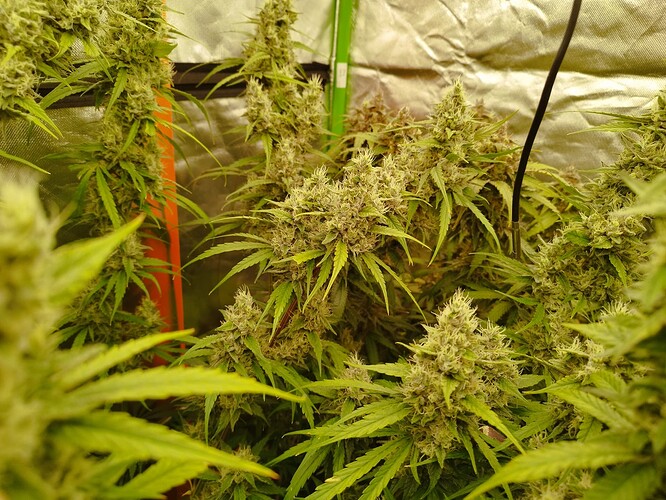 Mehrere reife Cannabispflanzen mit dichten Blütenständen in einer Growbox.